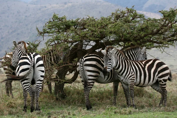 Zebra csorda - Serengeti Safari, Tanzánia, Afrika — Stock Fotó