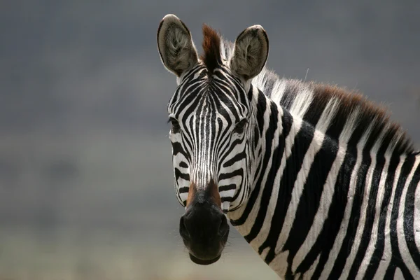 Zebra - serengeti Afryka Polowanie w Afryce, Tanzanii, — Zdjęcie stockowe