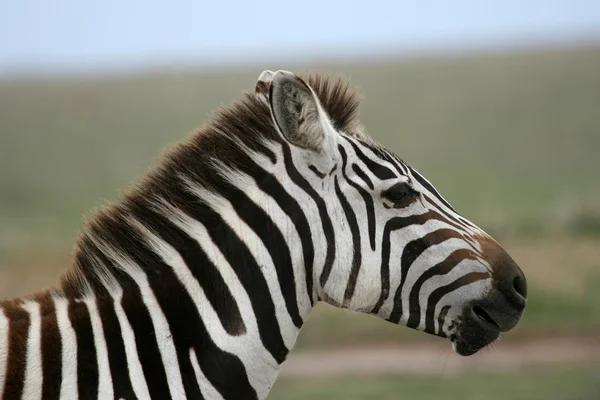 斑马-塞伦盖蒂野生动物园，坦桑尼亚非洲 — 图库照片