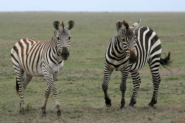 Zebra - Serengeti Safari, Tanzania, África — Foto de Stock