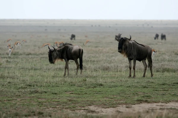 GNÚ - Serengeti Safari, Tanzánia, Afrika — Stock Fotó
