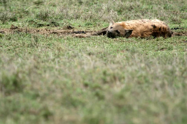 Hyena - Serengeti, Africa — Foto Stock