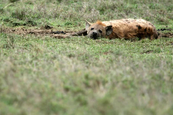 鬣狗-塞伦盖蒂、 非洲 — 图库照片