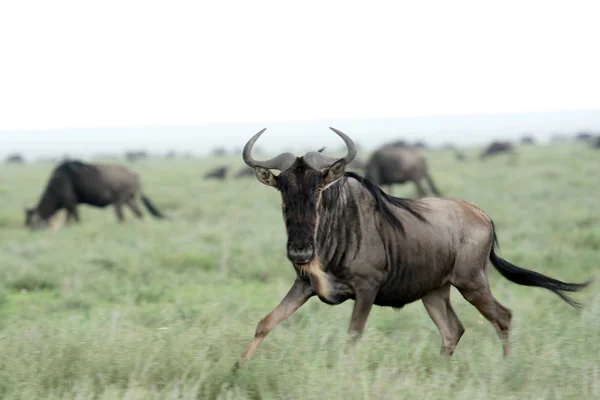 GNU - serengeti Afryka Polowanie w Afryce, Tanzanii, — Zdjęcie stockowe