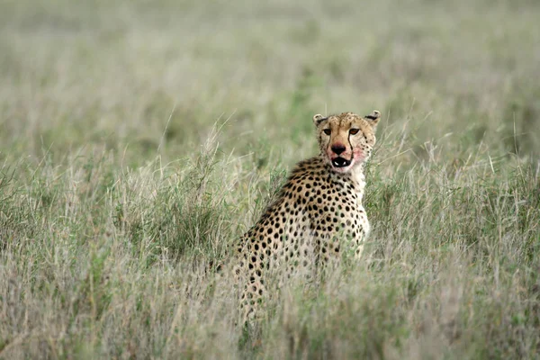 Cheetah - Serengeti, África —  Fotos de Stock