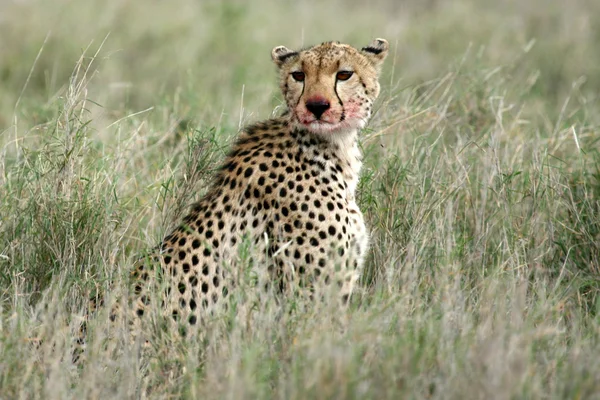 Cheetah - Serengeti, África — Fotografia de Stock