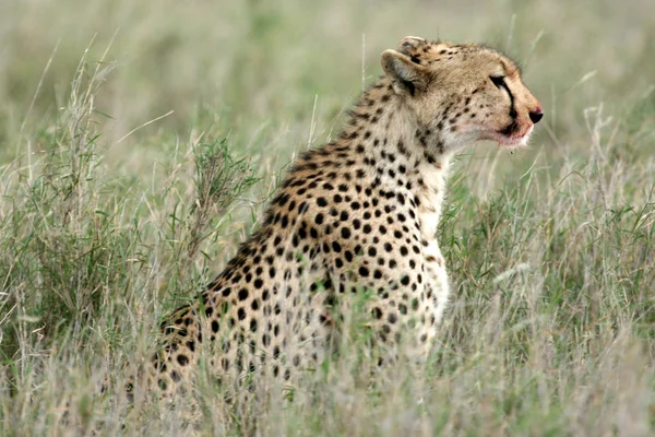 Cheetah - serengeti, Afrika — Stockfoto