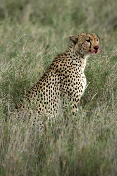 Gepard - serengeti, Afrika — Stock fotografie
