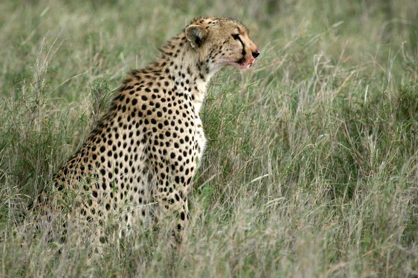 Cheetah - Serengeti, Africa — Stock Photo, Image