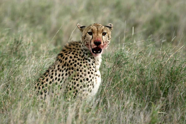 Cheetah - Serengeti, África — Fotografia de Stock