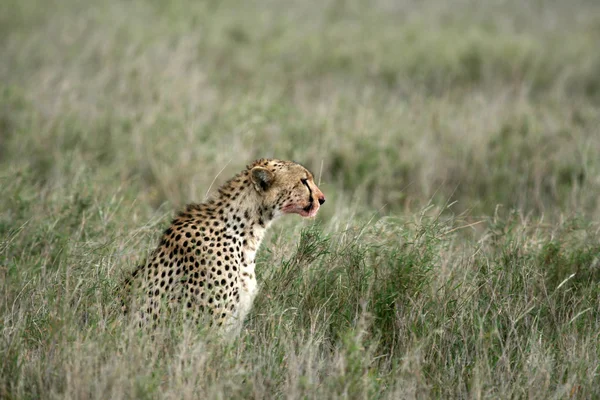Gepard - Serengeti, Afrika — Stockfoto