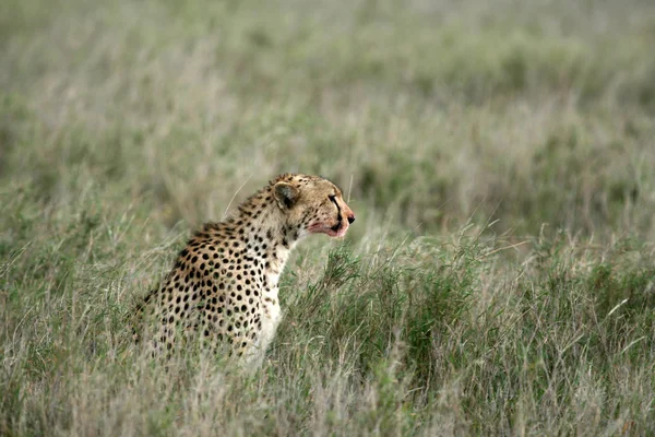 Cheetah - Serengeti, Africa — Stock Photo, Image