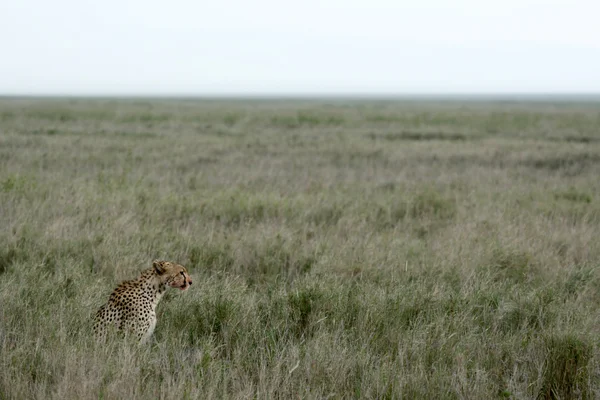 Cheetah - Serengeti, Africa — Stock Photo, Image