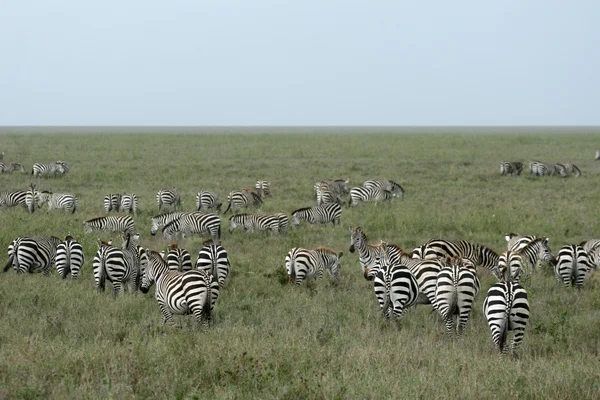 Zebra stádo - Afrika safari, Tanzanie, serengeti — Stock fotografie