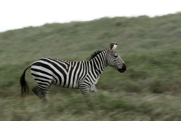 Zebra spuštění - Afrika safari, Tanzanie, serengeti — Stock fotografie