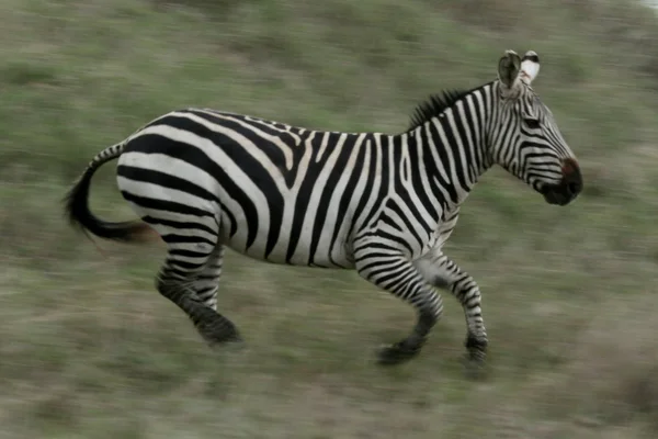Zebra futás - Serengeti Safari, Tanzánia, Afrika — Stock Fotó