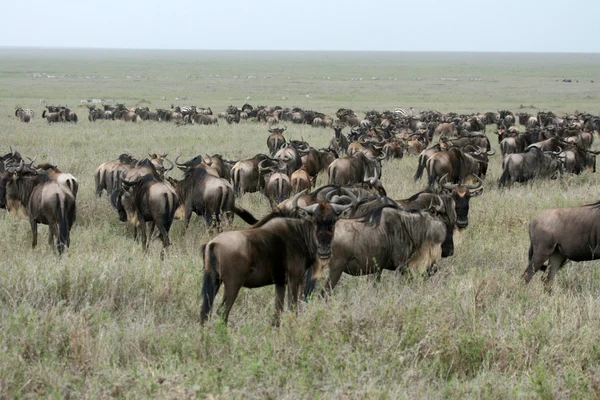 Gnus - Serengeti-Safari, Tansania, Afrika — Stockfoto