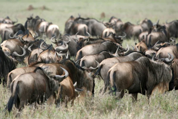 Wildebeest - Serengeti Safari, Tanzânia, África — Fotografia de Stock