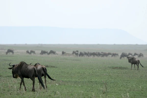 Wildebeest - Serengeti Safari, Tanzania, África — Foto de Stock