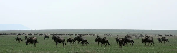 Gnus - Serengeti-Safari, Tansania, Afrika — Stockfoto