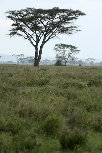 Serengeti Safari, in Tanzania, Africa — Foto Stock