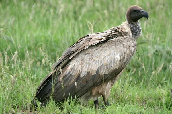 Vulture - Serengeti, Tanzania, Africa — Stock Photo, Image