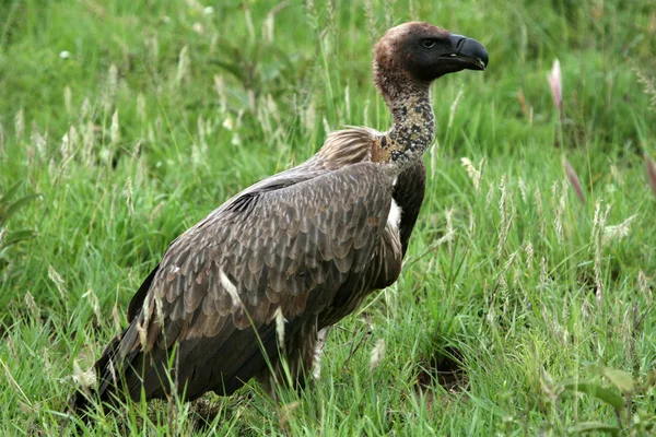 Vulture - Serengeti, Tanzanie, Afrique — Photo