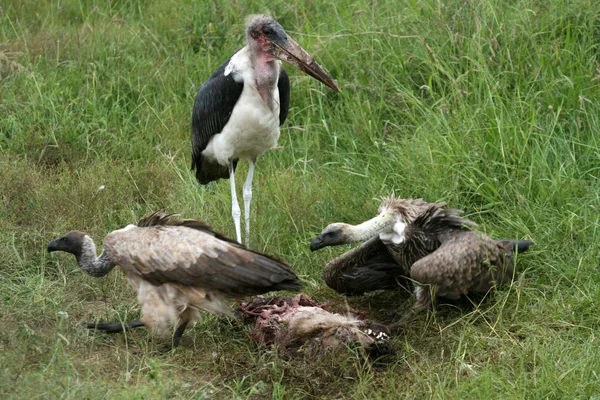 Vultures Eating - Serengeti, Tanzania, Africa — Stock Photo, Image