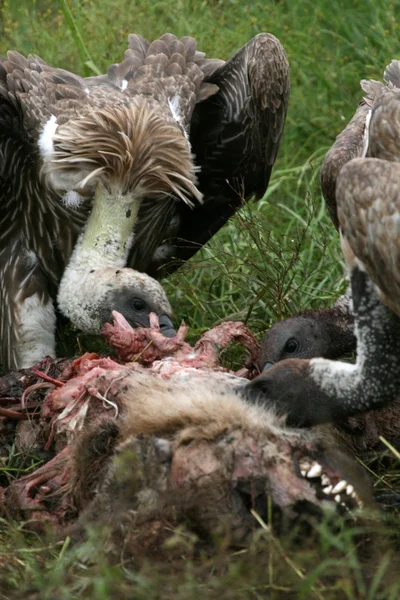秃鹰吃-塞伦盖蒂，坦桑尼亚，非洲 — 图库照片