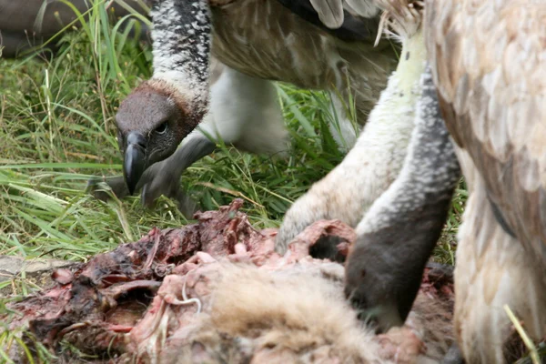 秃鹰吃-塞伦盖蒂，坦桑尼亚，非洲 — 图库照片