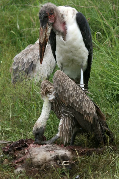 Vultures Eating - Serengeti, Tanzania, Africa — Stock Photo, Image
