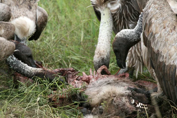 Buitres comiendo - Serengeti, Tanzania, África — Foto de Stock