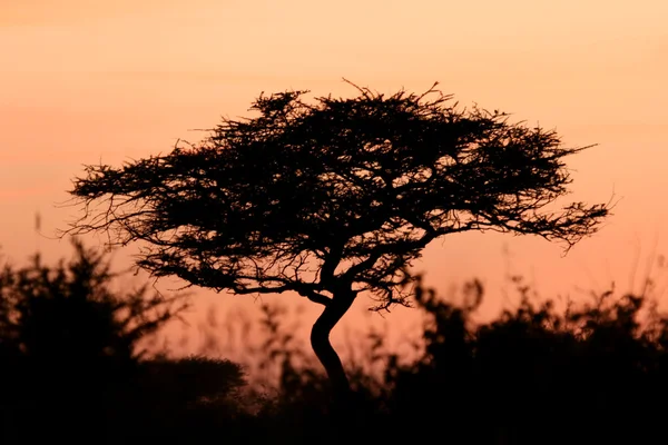 Tramonto dell'albero di acacia, Serengeti, Africa — Foto Stock