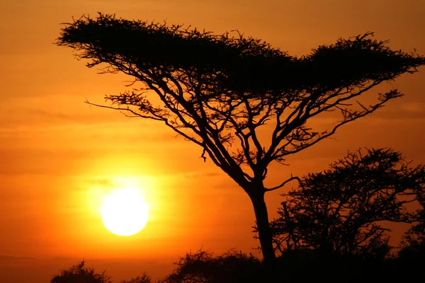 Akazienbaum Sonnenuntergang, Serengeti, Afrika — Stockfoto