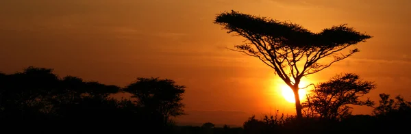 Acacia Tree Sunset, Serengeti, África —  Fotos de Stock