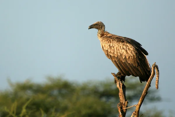 Keselyű - Serengeti Tanzánia, Afrika — Stock Fotó