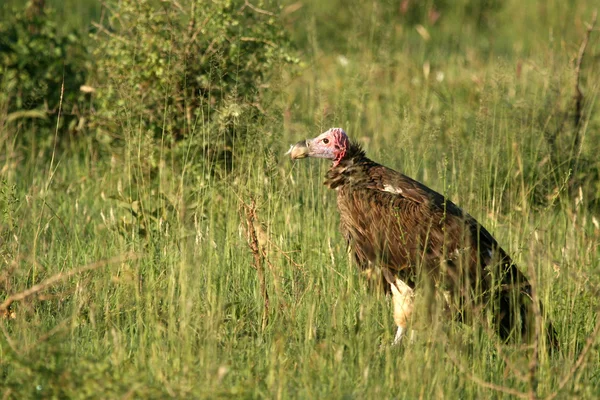 秃鹫-塞伦盖蒂，坦桑尼亚非洲 — 图库照片