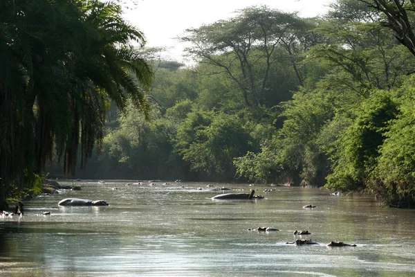 River - serengeti safari, tanzania, Afrika — Stockfoto