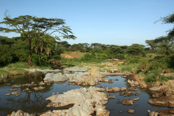 河-塞伦盖蒂野生动物园，坦桑尼亚非洲 — 图库照片