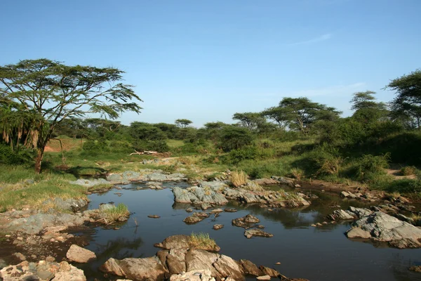 Rivier - serengeti safari, tanzania, Afrika — Stockfoto