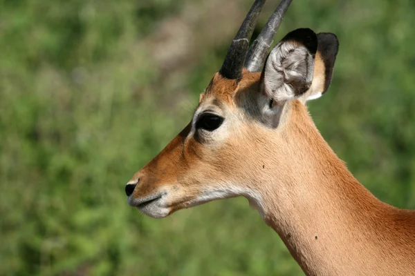 Antilopi Impala - serengeti, tanzania, africa — Foto Stock