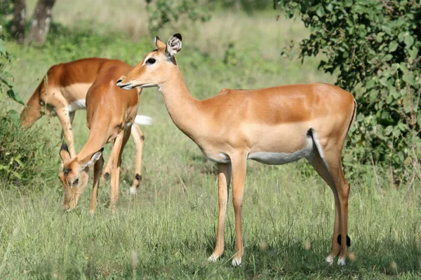 Impala antilopy - serengeti, Tanzanie, Afrika — Stock fotografie