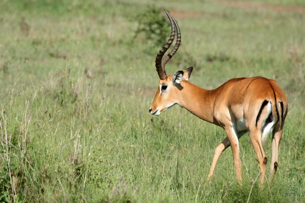 Αντιλόπη Impala - serengeti, Τανζανία, Αφρική — Φωτογραφία Αρχείου
