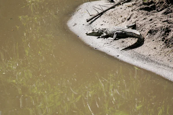 Crocodille - serengeti safari, Tanzanya, Afrika — Stok fotoğraf