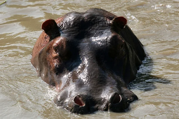Nijlpaarden in Afrika — Stockfoto