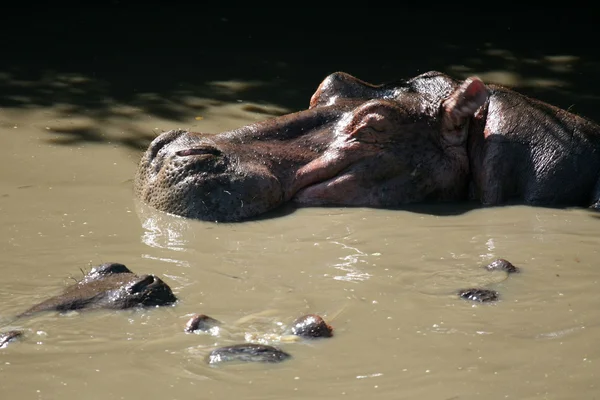 Hippos ในแอฟริกา — ภาพถ่ายสต็อก