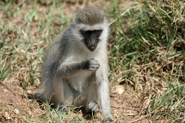 Vervet monkey - serengeti safari, afrika — Stockfoto