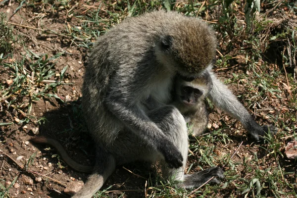Vervet μαϊμού - σαφάρι serengeti, Αφρική — Φωτογραφία Αρχείου