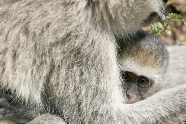 Vervet Monkey - Serengeti Safari, Africa — Stock Photo, Image