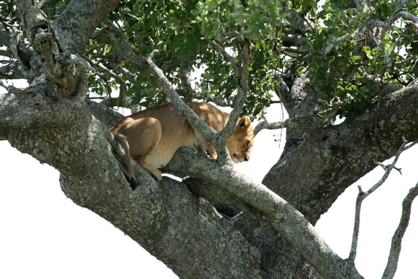 Singa duduk di Pohon Serengeti, Afrika — Stok Foto